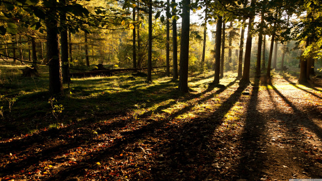 Sunlight woods path trees shadows free wallpaper for desktop - medium preview image