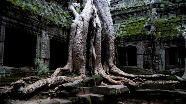Overgrown ruins tree roots stairs free wallpaper for desktop - medium preview image