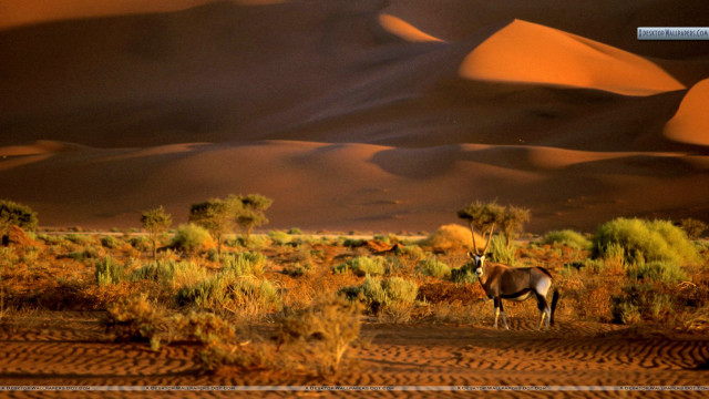 Desert antelope dune scenery wildlife free wallpaper for desktop - medium preview image