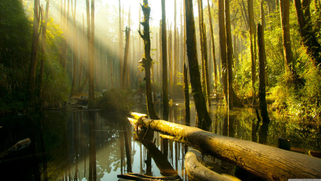 River forest log sunlight trees free wallpaper for desktop - medium preview image