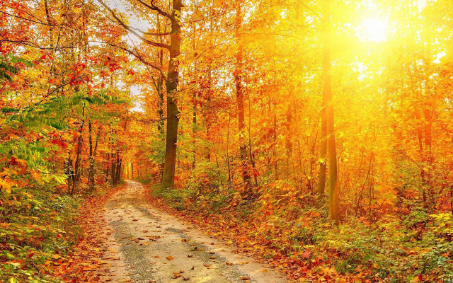 Dirt road autumn sunlight falling free wallpaper for desktop - medium preview image