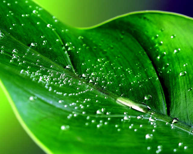 Green leaf water droplets blue #2 free wallpaper for desktop - medium preview image