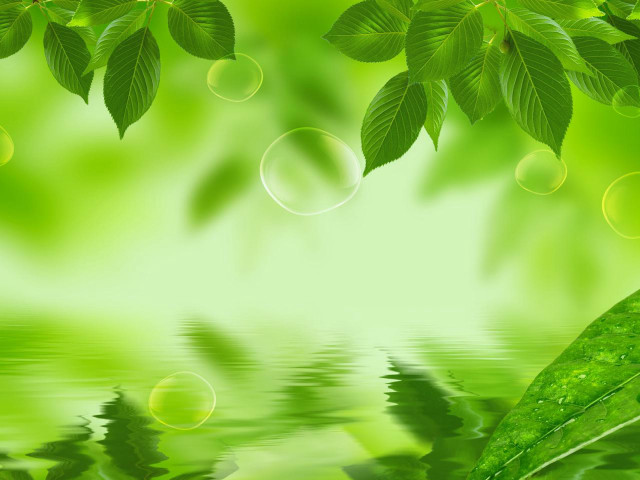 Green leaves water reflection background free wallpaper for desktop - medium preview image