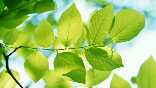 Green leafy branch sunlight blurry free wallpaper for desktop - medium preview image