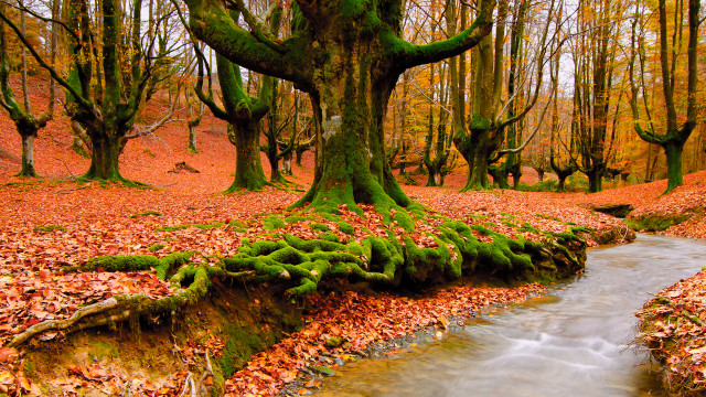 Stream forest trees leaves mossy #3 free wallpaper for desktop - medium preview image