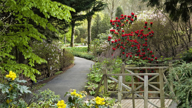 Garden path red flowers trees free wallpaper for desktop - medium preview image