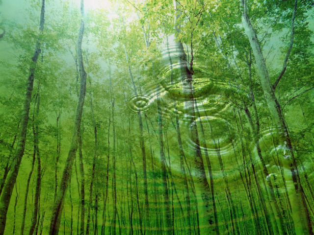 Forest tree circular object painting free wallpaper for desktop - medium preview image
