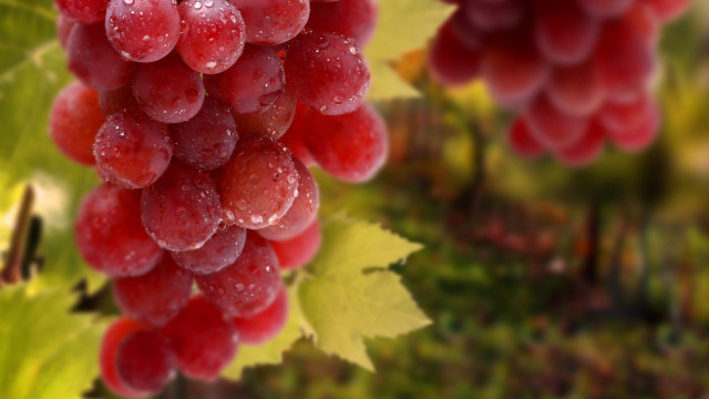 Grapes hanging vine water droplets free wallpaper for desktop - medium preview image