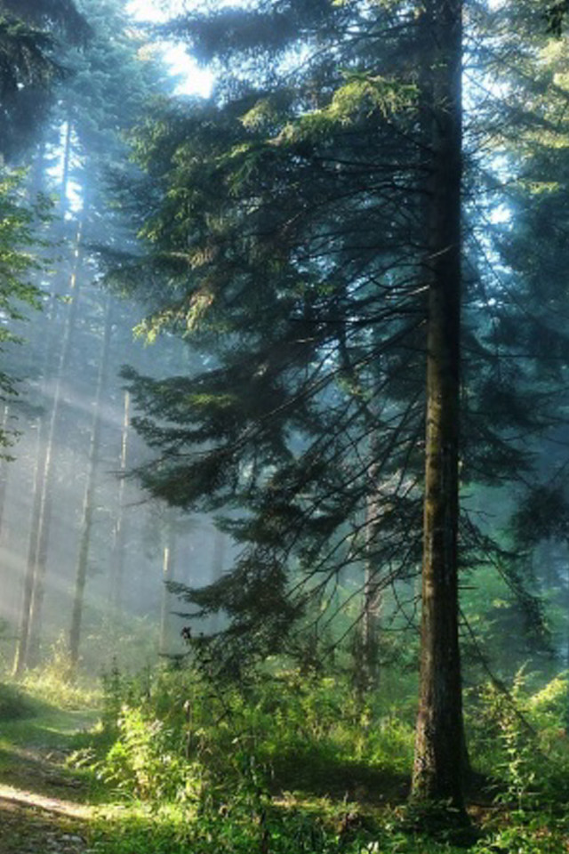 Sunny path woods fog trees free wallpaper for mobile - medium preview image