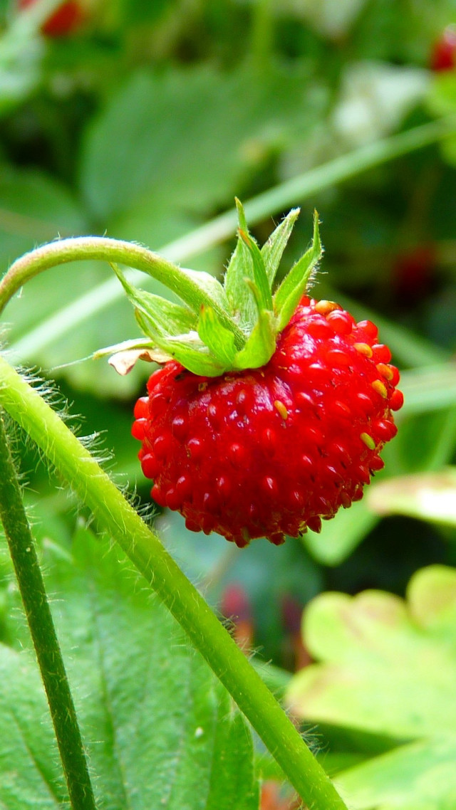 Red berry green stem garden free wallpaper for mobile - medium preview image