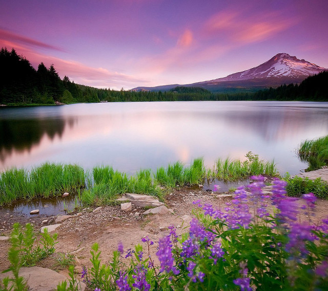 Mountain lake purpleflowers forest sunset free wallpaper for tablet - medium preview image