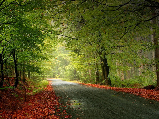 Forest road trees leaves ground #5 free wallpaper for desktop - medium preview image