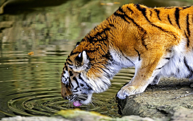 Tiger drinking pond rocks leaves free wallpaper for desktop - medium preview image