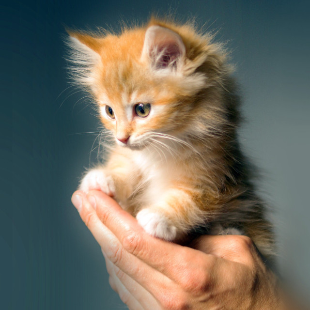 Kitten hand blue background person free wallpaper for tablet - medium preview image