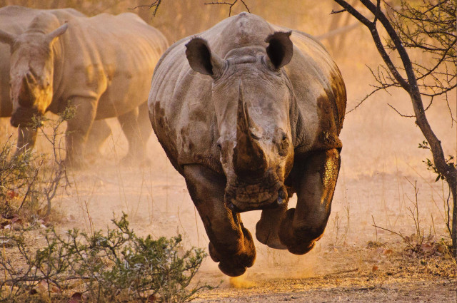 Rhino running dusty field background #2 free wallpaper for desktop - medium preview image
