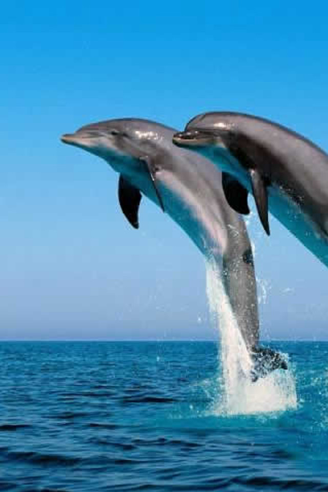 Dolphins jumping ocean blue sky #7 free wallpaper for mobile - medium preview image