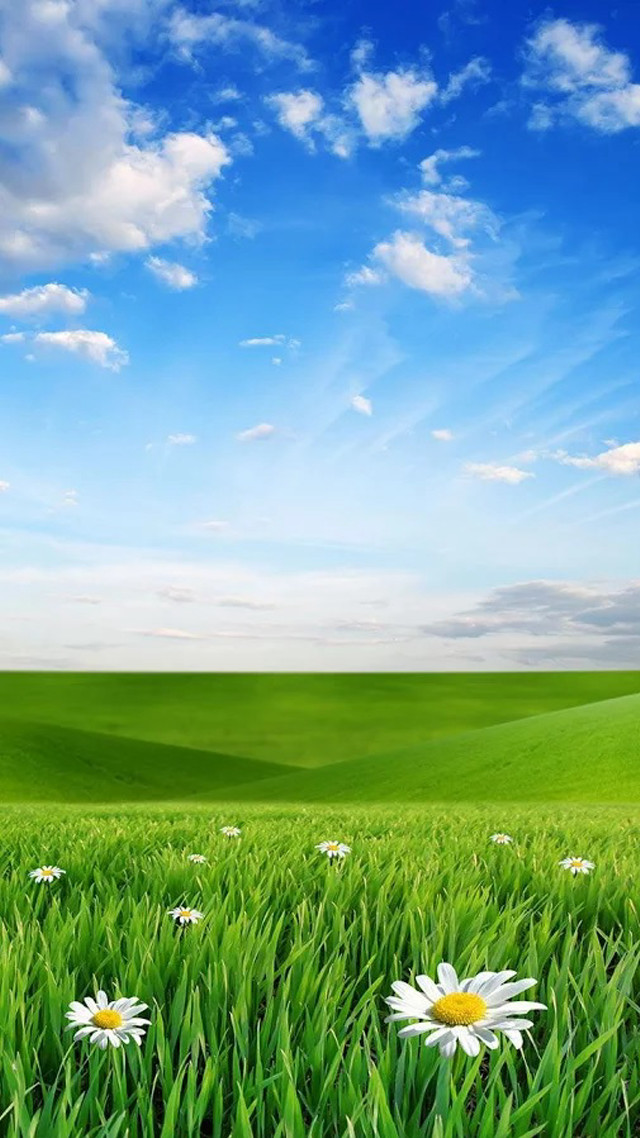 Field grass flowers blue sky free wallpaper for mobile - medium preview image
