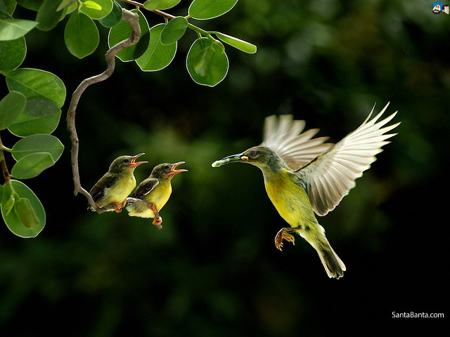 Birds branch leaves illustration photograph free wallpaper for desktop - medium preview image