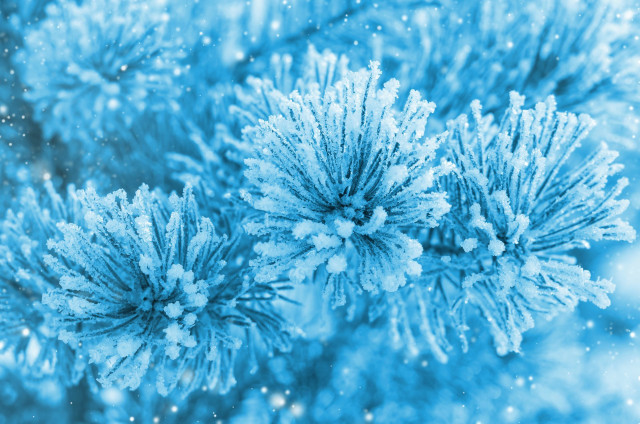 Blue tree snowflakes branches close free wallpaper for desktop - medium preview image