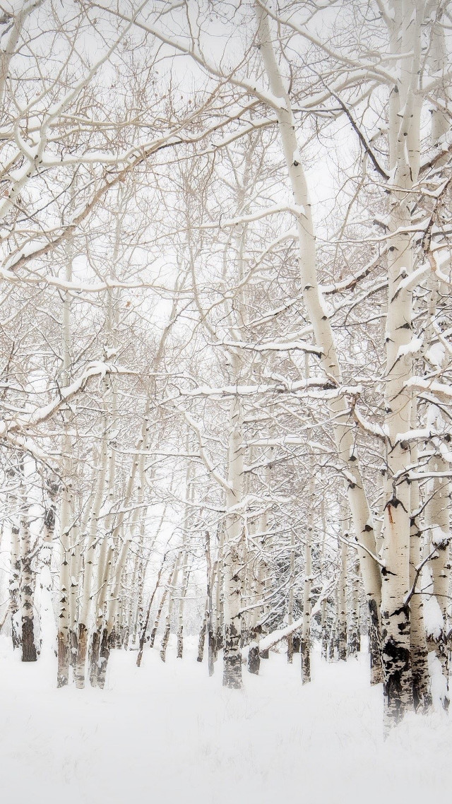 Snowy forest bench winter trees free wallpaper for mobile - medium preview image