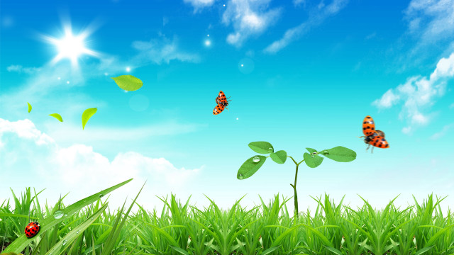Field grass bugs blue sky free wallpaper for desktop - medium preview image