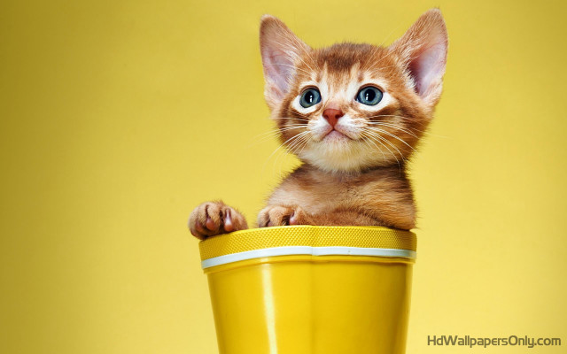 Kitten yellow cup background sitting free wallpaper for desktop - medium preview image