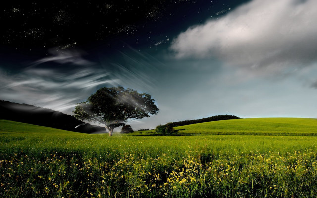 Tree field sky stars flowers free wallpaper for desktop - medium preview image