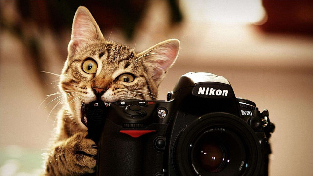 Cat holding camera looking lens #2 free wallpaper for desktop - medium preview image