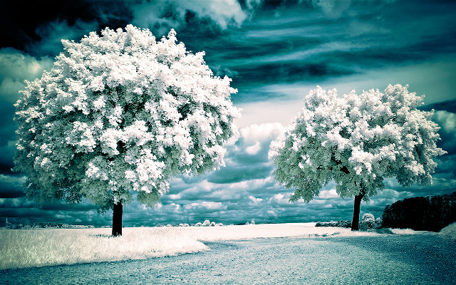 Trees snow road clouds blue free wallpaper for desktop - medium preview image