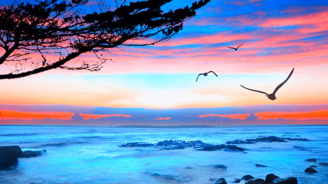 Bird flying ocean sunset tree free wallpaper for desktop - medium preview image