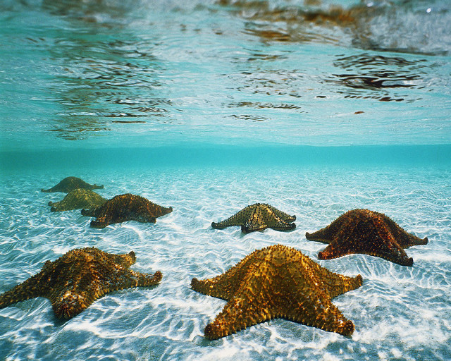 Sea stars swimming ocean sunlight free wallpaper for desktop - medium preview image