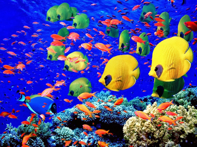 Fish swimming blue ocean corals free wallpaper for desktop - medium preview image