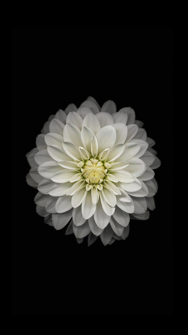 White flower dark background black #2 free wallpaper for mobile - medium preview image