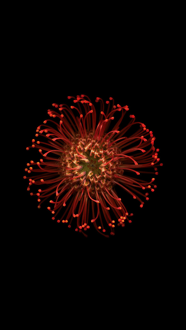 Red flower dark background red free wallpaper for mobile - medium preview image