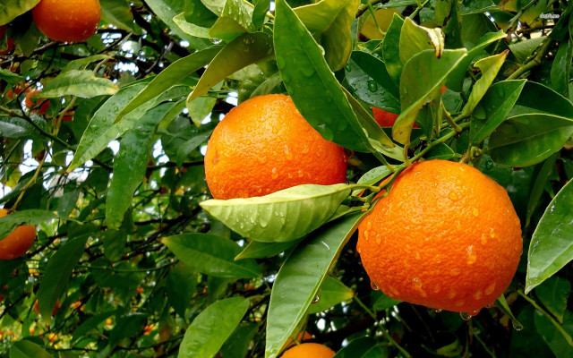 Orange tree water drops photorealism free wallpaper for desktop - medium preview image