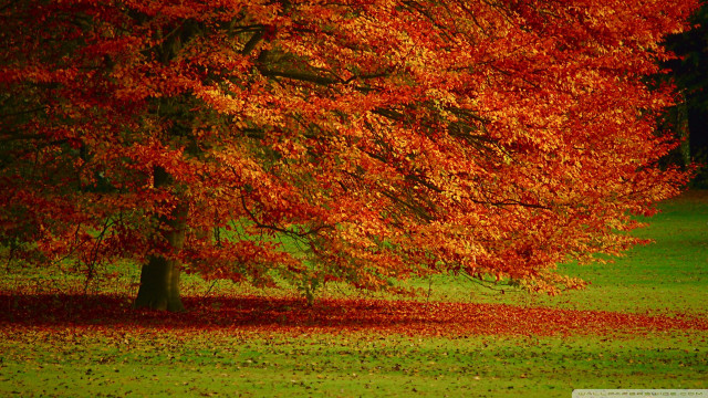 Tree red leaves park night free wallpaper for desktop - medium preview image