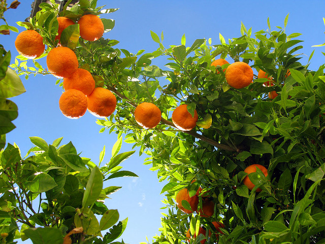 Tree oranges blue sky clouds free wallpaper for desktop - medium preview image