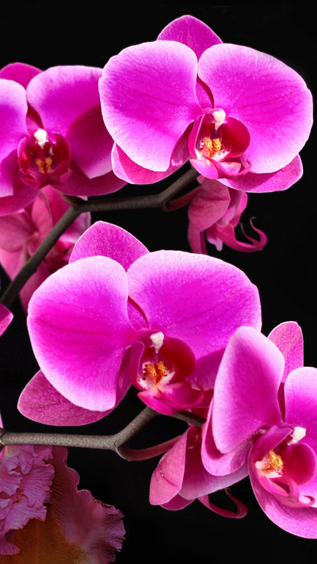 Pink flowers black background bunch #2 free wallpaper for mobile - medium preview image