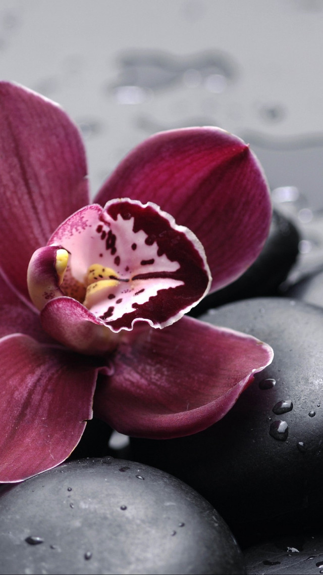 Purple flower black rocks water free wallpaper for mobile - medium preview image