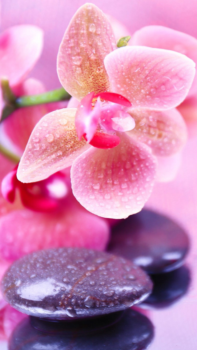 Pink flower black rocks water free wallpaper for mobile - medium preview image