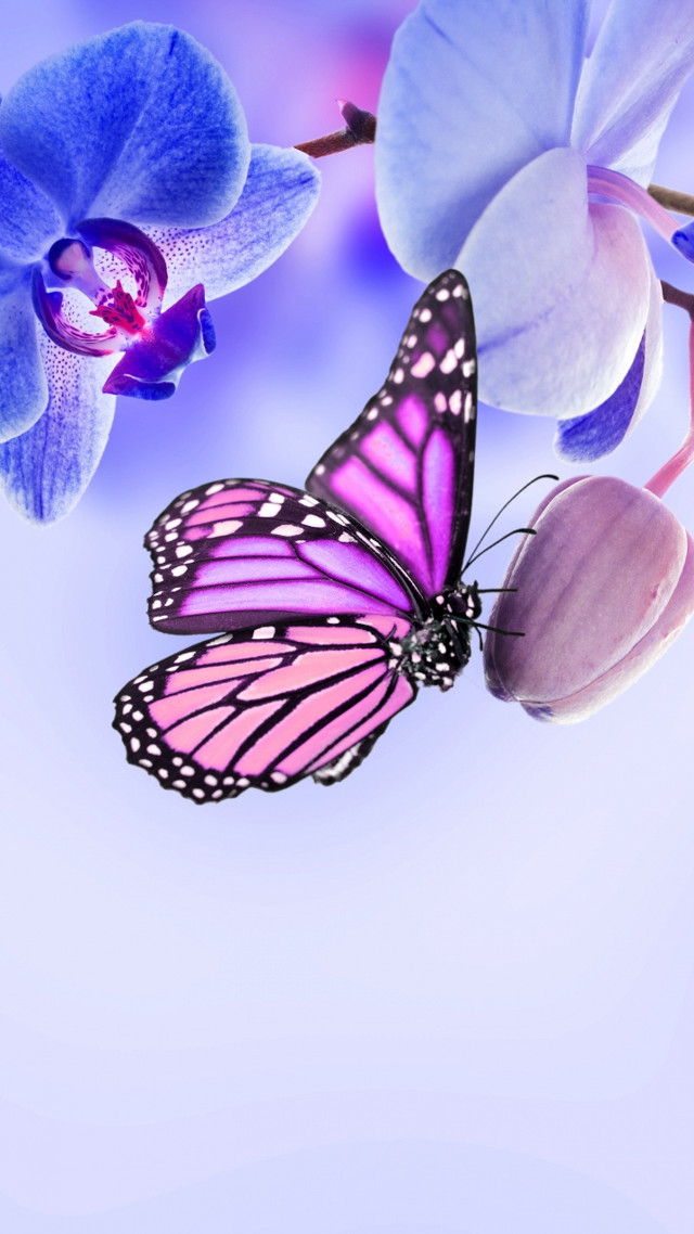 Butterfly flower gradient purple blue free wallpaper for mobile - medium preview image