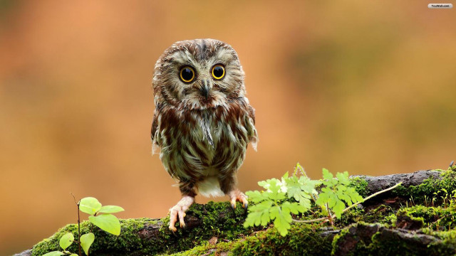 Small owl mossy branch blurry #2 free wallpaper for desktop - medium preview image