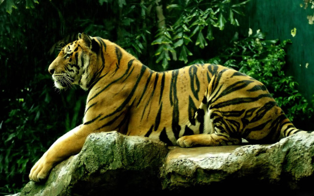 Tiger laying rock zoo trees free wallpaper for desktop - medium preview image