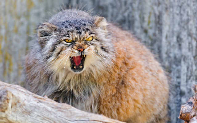 Angry cat open mouth tree free wallpaper for desktop - medium preview image