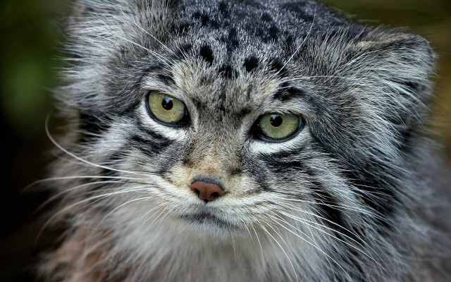 Angry cat portrait realistic eye free wallpaper for desktop - medium preview image