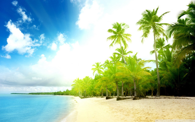 Beach palm trees clouds sand free wallpaper for desktop - medium preview image