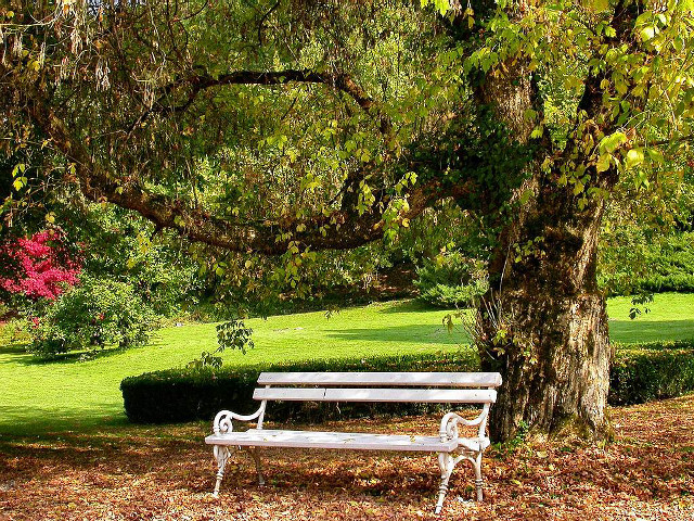 Bench tree park green lawn free wallpaper for desktop - medium preview image