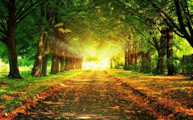 Park path trees leaves sunshine #2 free wallpaper for desktop - medium preview image