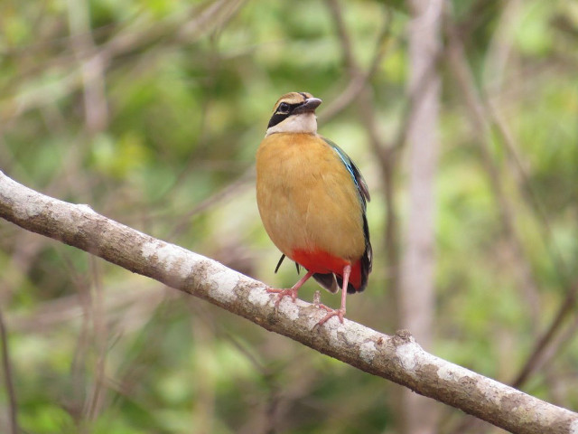Bird branch tree sky background free wallpaper for desktop - medium preview image