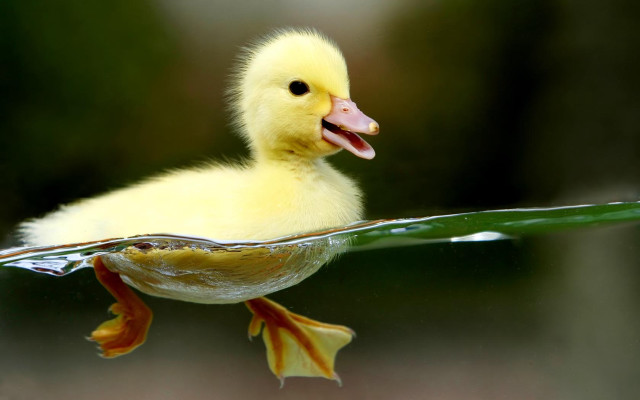 Duckling swimming pool water mouth #3 free wallpaper for desktop - medium preview image